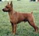 <span style="color: darkred">CH INT AM NORD SVE F</span> Neslan'S Ruff Cut