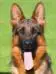 V Peppina de Intercanina