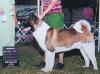 AKC CH Tenka's Eight Second Thrill