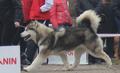 J.Ch.RUS/Ch.RUS/J.Ch.National Breed Club/Ch.National Breed C Direct Action to Win