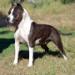  Thunder Bully Saia