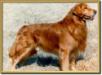 CH Can Bda Cummings' Gold-Rush Charlie