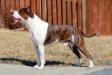 AKC GCH TradeWinds Talisman