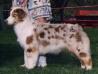 ASCA Ch Windogo's Heartfire