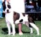 CH Harmony's Jazzie Max Of Camelot