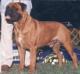 CH (AKC) Allstars Mugsy Malone