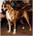 CH (AKC) Sindelar's Heide Ho