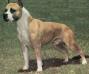 AKC BISS CH/ UKC CH Sierra's Bold As Brass