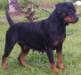  Britta Rotti kingdom