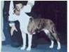 AKC CH. Cloverhill's Blackeyed Grendel