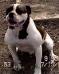  Bonanza Tuggs Bridgett