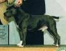 AKC CH/UKC CH Skyblue's Truce As Steel