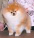  JJ's Crown Prince Of Lenette