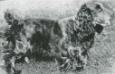 Blue Peter (Cocker Spaniel)