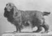 Black Duke (Cocker Spaniel)