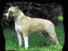 AKC MJR PTD I UKC CH Hilltop's Just Because