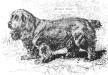 Bruton Victor (Cocker Spaniel)