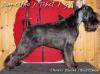 Dog-Otho¿s Tibet / GT