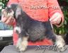 Dog-Otho¿s Yumen