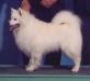 AKC-CH UKC-GRCH Hamilton's Diamond In The Ruff