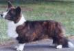 NZ BIS/BISS, NZ/ AKC CH Copperleaf Rose of Sharon