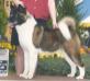 AKC CH Kenjo's Miss Congeniality