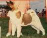 AKC CH Windom's Jazzabelle