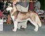 AKC CH Kristari's Tahluu Miss Fire