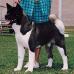 AKC/CAN CH Kawakami's Bearpaw Legend