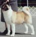 AKC CH Southwood's Saiko Of Grace