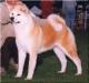 AKC CH Tsubakihime Of Kyushu Fukabori