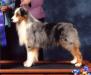 HOF AKC/ASCA/UKC CH Kaleidoscope Stone Ravenwynd