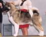 AKC/CAN CH TimberSky's Maximum Caliber