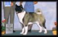 BISS AKC CH Mori's Mr. Montana Yakedo