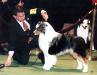 AKC Ch./ASCA Ch. Brookridge Winning Ways