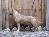 AKC CH CHRUS  CHRKF Sierra'S Iron Eagle