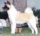 AKC/CAN CH Big Benz Queen Of Denali