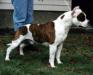 CH CANADA AKC MJPTD Kaien's Keeper Of Barberycoast