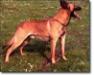  Berry Hogeling (Malinois)