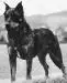 CH CR, World Winner, Euro Sg Deesse de la Bergerie Chauliac