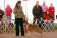 AKC CH, UKC CH Majestic N K-Larr JollyRoger