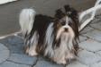 Sammy Chein Bano vom Rheinblick