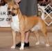 AKC/Int'l CH Pooler's Knock Out of Divinity