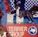 AKC CH Magnolia's Crystal Blue Lady