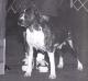CH Magnolia's Lady Sophia of BC