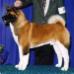 BISS AKC CH T'Stone Cut To The Chase Chiheisen