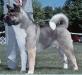 AKC/CAN CH Regalia Darqknight Excalibur