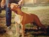 CH (AKC) Hyde's Bully Lil Red Devil