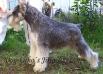 Dog-Otho¿s Jilin / GT