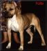 AKC CH Rangler's Paige By Page
